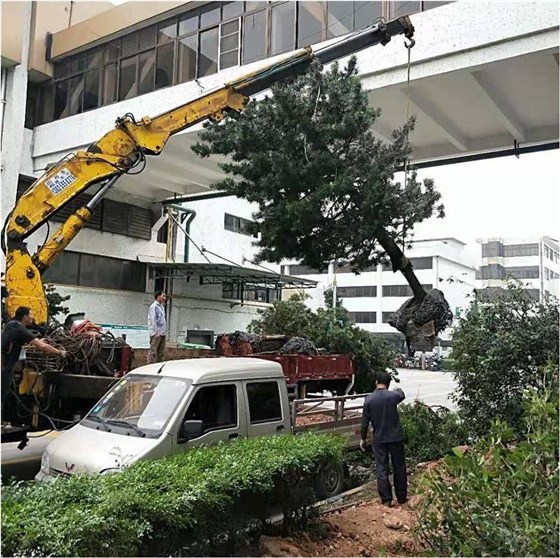 佛山道路绿化移植案例1