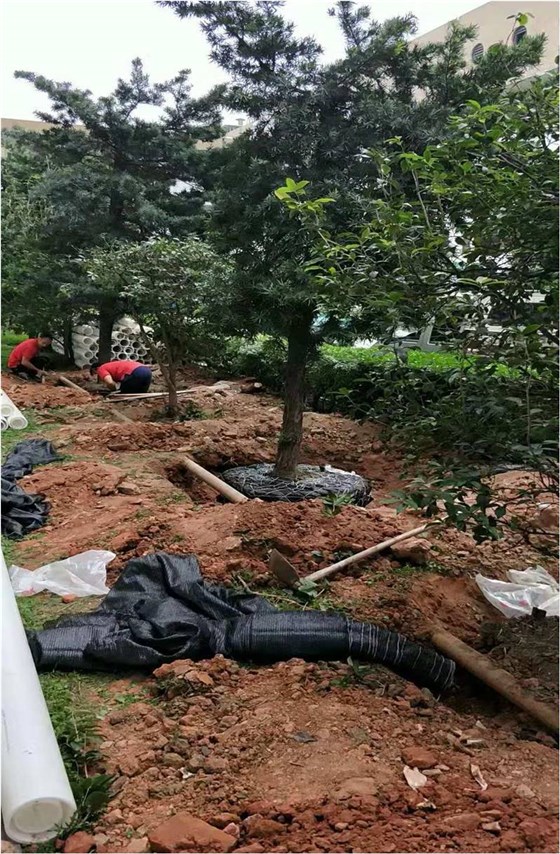 佛山道路绿化移植案例2